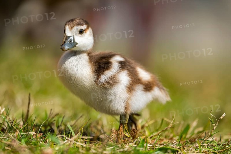Egyptian goose (Alopochen aegyptiaca) cute chick on a meadow at the shore of a lake, Bavaria, Germany