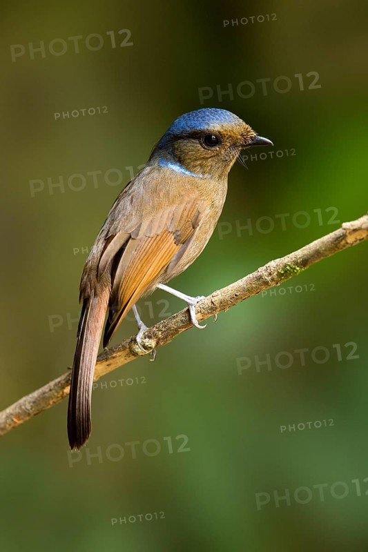 Large Niltava (Niltava grandis) female, Pahang, Malaysia