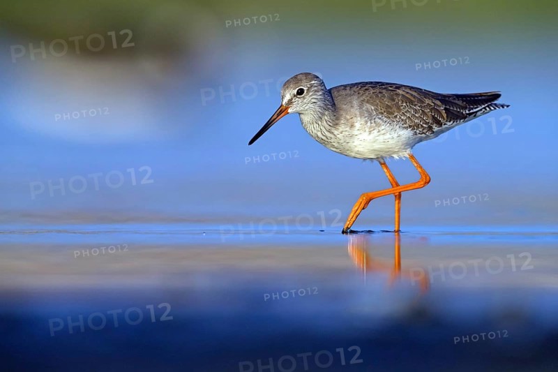 Redshank, (Tringa totanus), Animals, Birds, Snipe family, Raysut, Salalah, Sohar, Oman