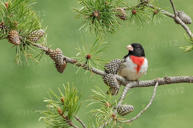Rose-breasted Grosbeak (Pheucticus ludovicianus) male perched on a branch, Texas, USA