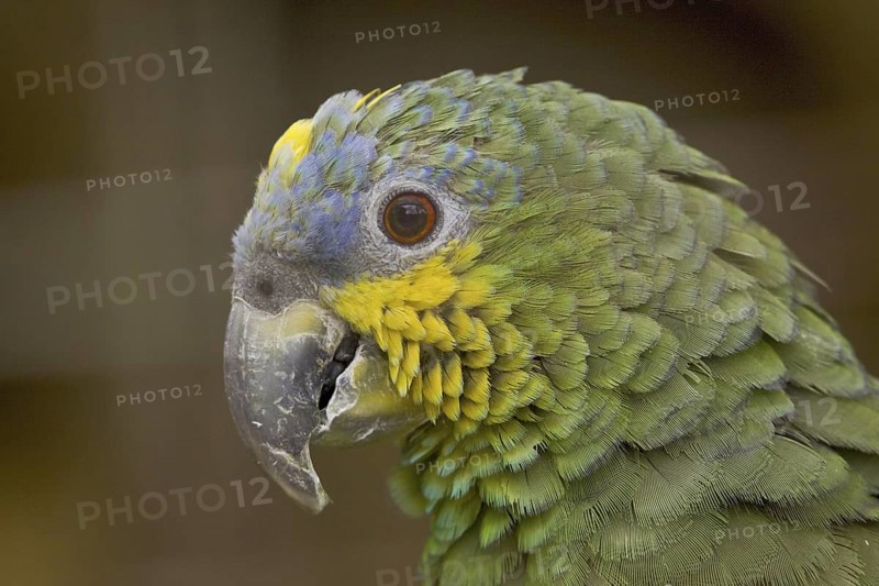 Orange-winged Amazon (Amazona amazonica), Ecuador