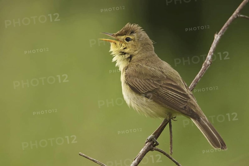 Melodious Warbler (Hippolais polyglotta) singing, Saarland, Germany