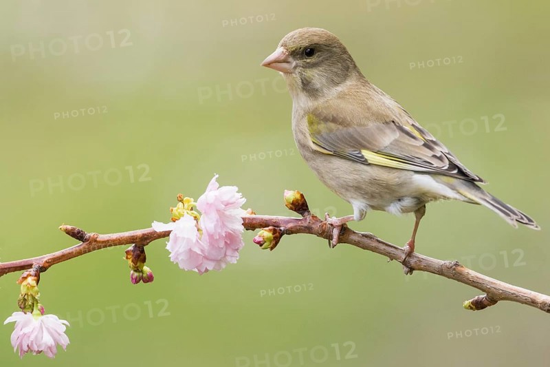 European Greenfinch (Chloris chloris) female, Rhineland-Palatinate, Germany