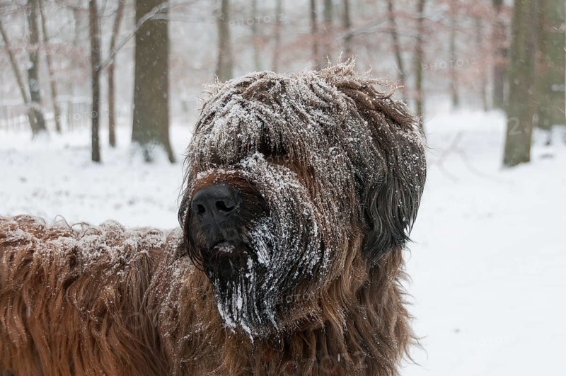Briard, Berger de Brie in snowfall with snowflakes in fur in winter forest, Mönchbruch Nature Reserve, Rüsselsheim am Main, Hesse, Germany