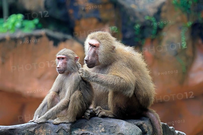 Mantled baboon (Papio hamadryas), two animals, grooming, sitting, on rocks, social behaviour