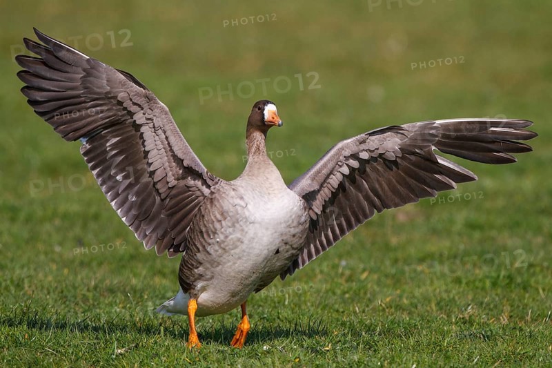 Greater White-fronted Goose (Anser albifrons), Netherlands