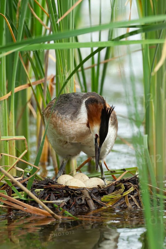 Great crested grebe (Podiceps cristatus) adult bird on a nest with four eggs on a lake, England, United Kingdom