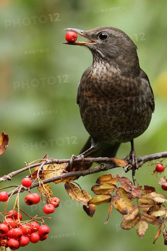 Common Blackbird (Turdus merula) female feeding on European Mountain Ash (Sorbus aucuparia) berries, Lower Saxony, Germany