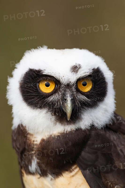 Spectacled owl (Pulsatrix perspicillata) adult bird head portrait, England, United Kingdom - Captive