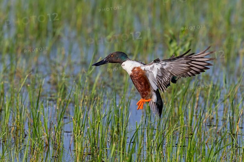 Shoveler, (Anas clypeata), flight photo, animals, birds, ducks, duck family, male, Lake Neusiedl, Illmitz, Burgenland, Austria