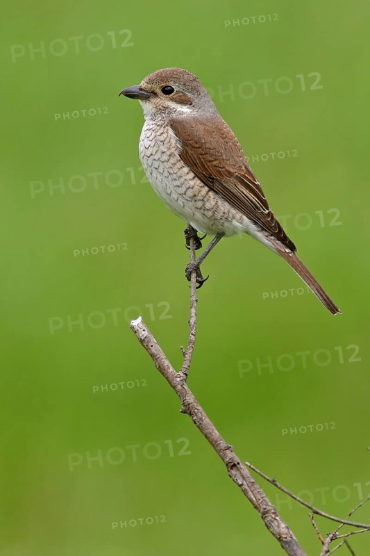 Red-backed shrike (Lanius collurio), Pie-griËche Ècorcheur, AlcaudÛn Dorsirrojo, Spider, spider, Black Sea coast, Hockenheim, Baden-W¸rttemberg, Germany