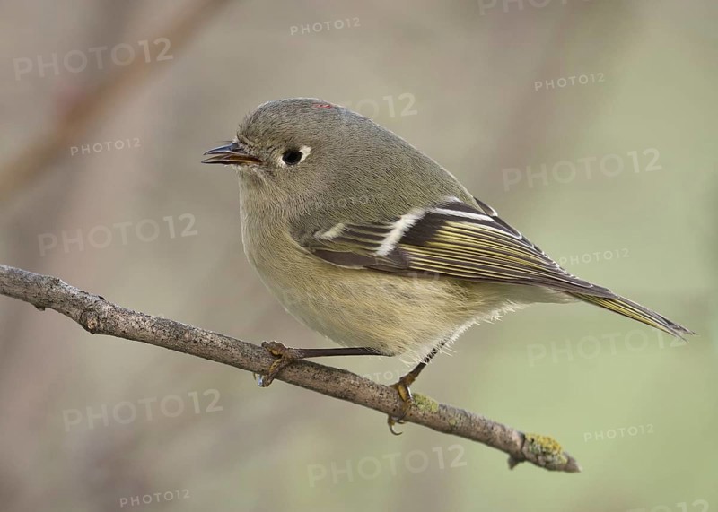 Male Ruby-crowned Kinglet perched on a twig