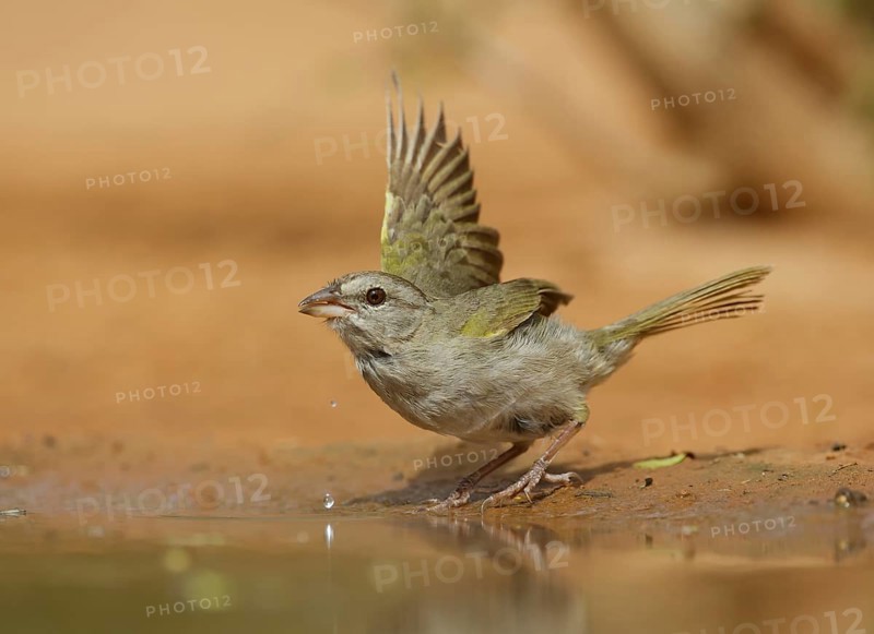 Olive Sparrow (Arremonops rufivirgatus), Texas, USA