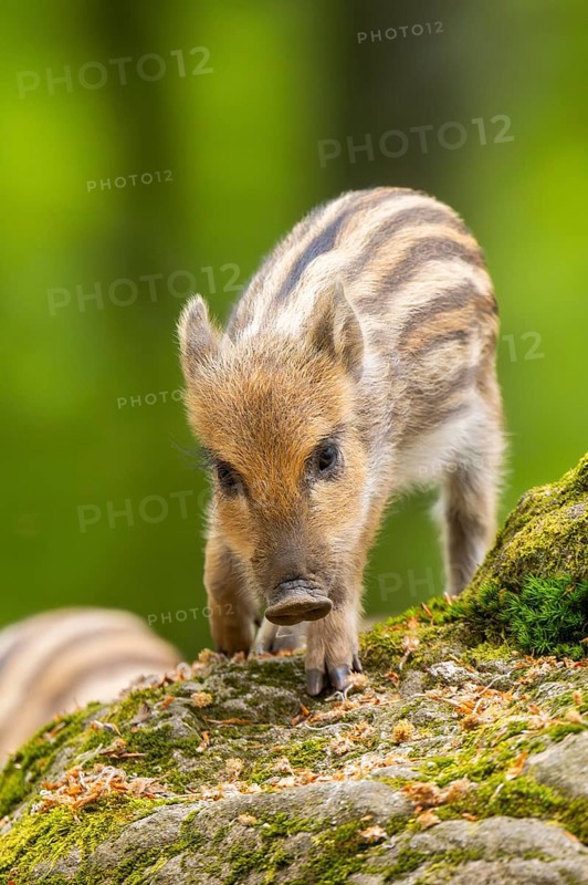 Wild boar (Sus scrofa) piglet standing in a forest, Bavaria, Germany