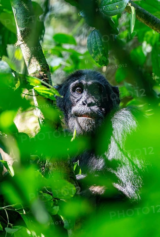 Chimpanzee (Pan Troglodytes), adult male in a tree between leaves, Murchison Falls National Park, Uganda