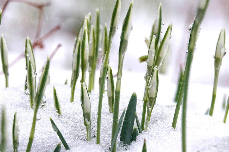 First snowdrops in snow with drops of water, winter, Germany