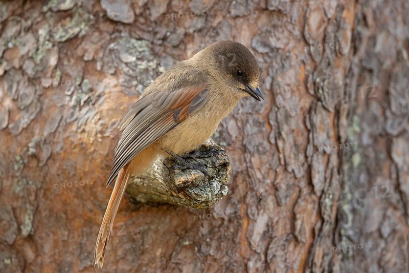 Siberian Jay (Perisoreus infaustus) perched on a branch, Dalarna, Sweden