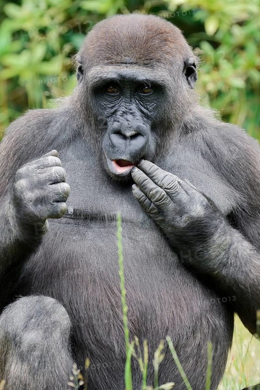 Western lowland gorilla (Gorilla gorilla gorilla), juvenile, captive, native to Africa