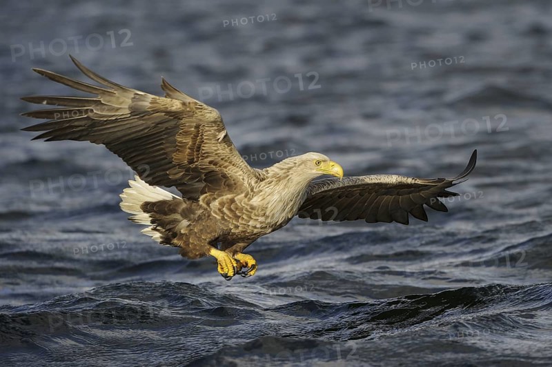 White-tailed Eagle (Haliaeetus albicilla) flying, Nord-Trondelag, Norway