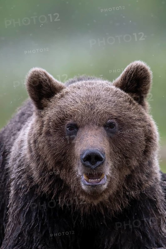 Brown bear (Ursus arctos) in the Finnish taiga, Kuusamo, Finland