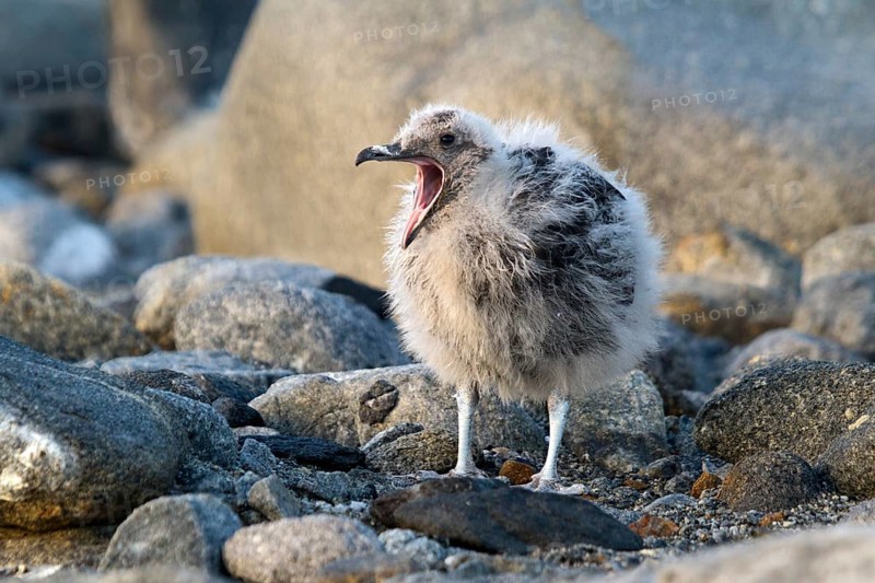 South Polar Skua (Stercorarius maccormicki) juvenile, Inexpressible Island, Antarctica