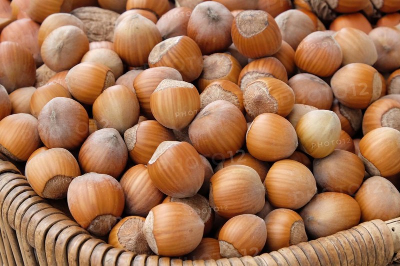 Hazelnut (Corylus 'Daria')
