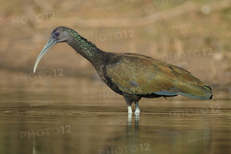 Green Ibis (Mesembrinibis cayennensis), Pantanal, Brazil