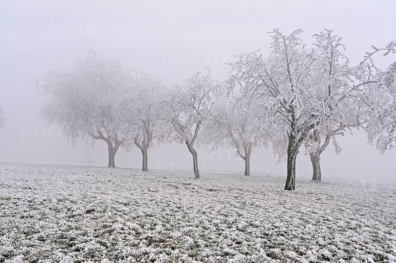 Row of trees with hoarfrost, Lindenberg, Freiamt, Canton of Aargau, Switzerland