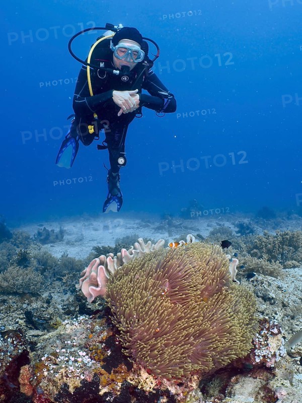 A diver floats above a coral reef with sea anemones and clownfish, dive site Close Encounters, Permuteran, Bali, Indonesia