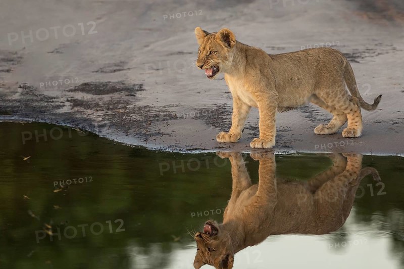 African Lion (Panthera leo) immature at waterhole, Okavango Delta, Botswana