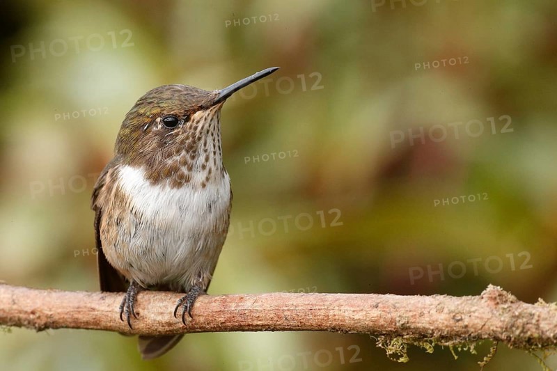 Scintillant Hummingbird (Selasphorus scintilla) female, Costa Rica
