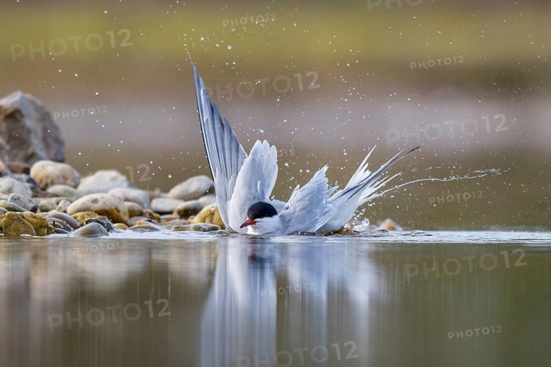 Common Tern (Sterna hirundo) bathing, North Rhine-Westphalia, Germany