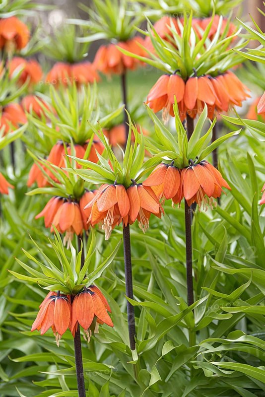Imperial Crown (Fritillaria imperialis 'Aurora')