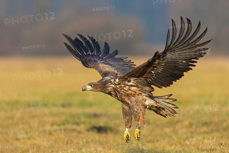 White-tailed eagle, hawk family, animals, birds, birds of prey, (Haliaeetus albicilla), biotope, habitat, foraging, centrapoles, Kutno, Lodz, Poland