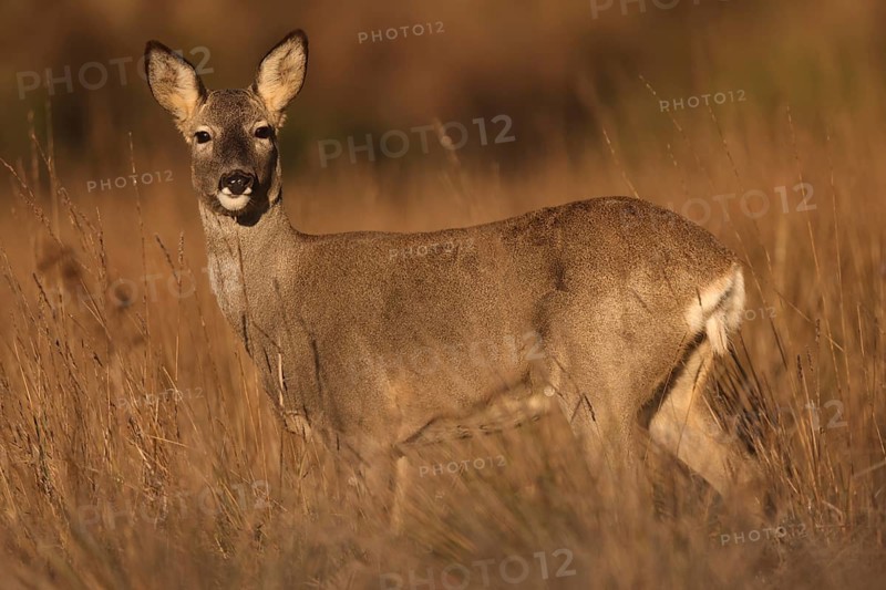 A graceful roe deer stands alert amidst golden grass, blending seamlessly into the natural landscape. Its gentle gaze and elegant posture capture the essence of wildlife harmony