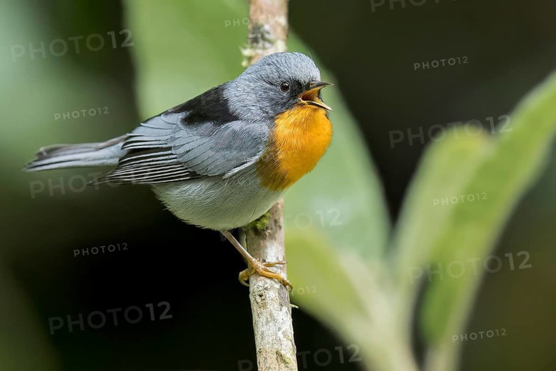 Flame-throated Warbler (Oreothlypis gutturalis) perched on a branch in Panama