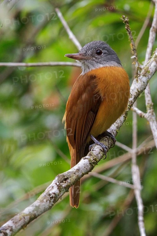 Grey-hooded Attila (Attila rufus) perched on a branch in the Atlantic rainforest of southeast Brazil
