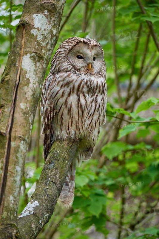 Ural owl (Strix uralensis), sitting on a branch surrounded by green foliage and observing its surroundings, summer