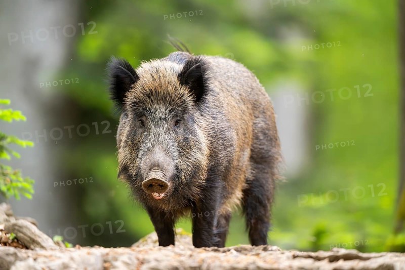 Wild boar (Sus scrofa) standing in a forest, Bavaria, Germany