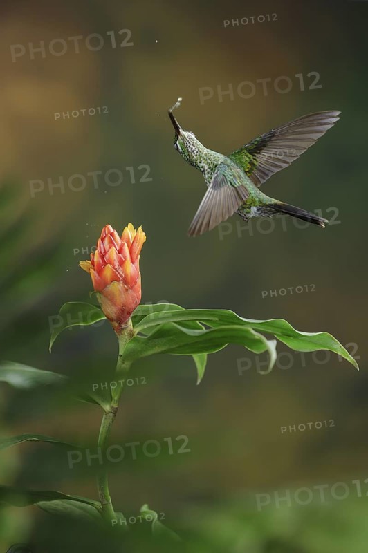 This is one of my favorite hummingbird photos that I have in my collection. It's taken using a technique called multiple-flash that is quite popular but difficult to do well. The hardest thing is to make the flash lighting look natural. Careful placement of my flashes gave a completely natural look to this picture of a Green-crowned Brilliant visiting a Costus flower in the Costa Rican highlands