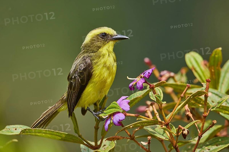Lemon-browed Flycatcher (Conopias cinchoneti), Ecuador