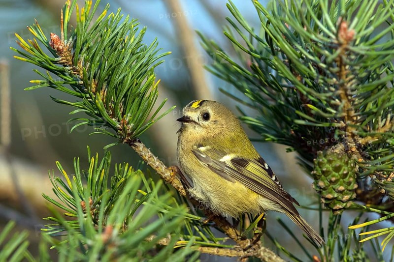 Goldcrest, (Regulus regulus), sitting in a fir tree, Falsterbo, Falsterbo, Skåne, Sweden