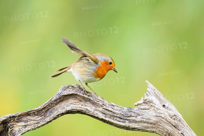 European robin (Erithacus rubecula) sitting on an old wooden branch, Bavaria, Germany