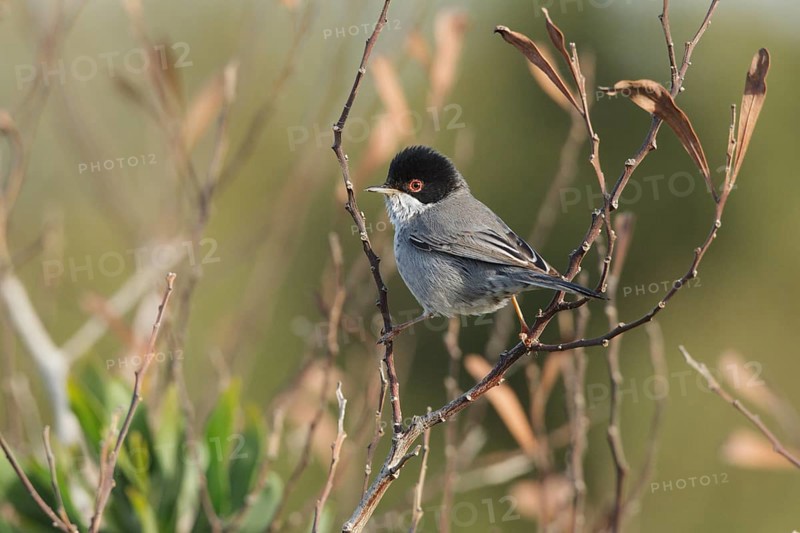 Cyprus Warbler (Sylvia melanothorax) male, Cyprus