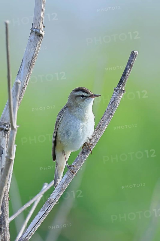 Reed Warbler (Acrocephalus schoenobaenus) sitting in a shrub, Wildlife, Lembruch, Ochsen Moor, Dümmer nature park Park, Lower Saxony, Germany