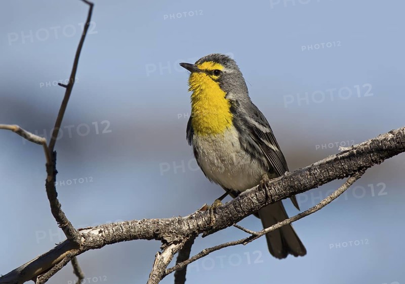 Grace's Warbler, male