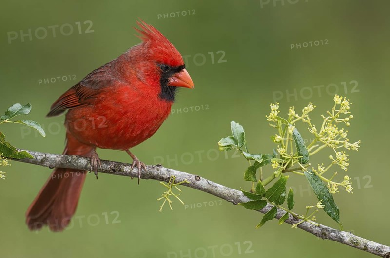 Northern Cardinal (Cardinalis cardinalis) male perched on a twig, Texas, USA
