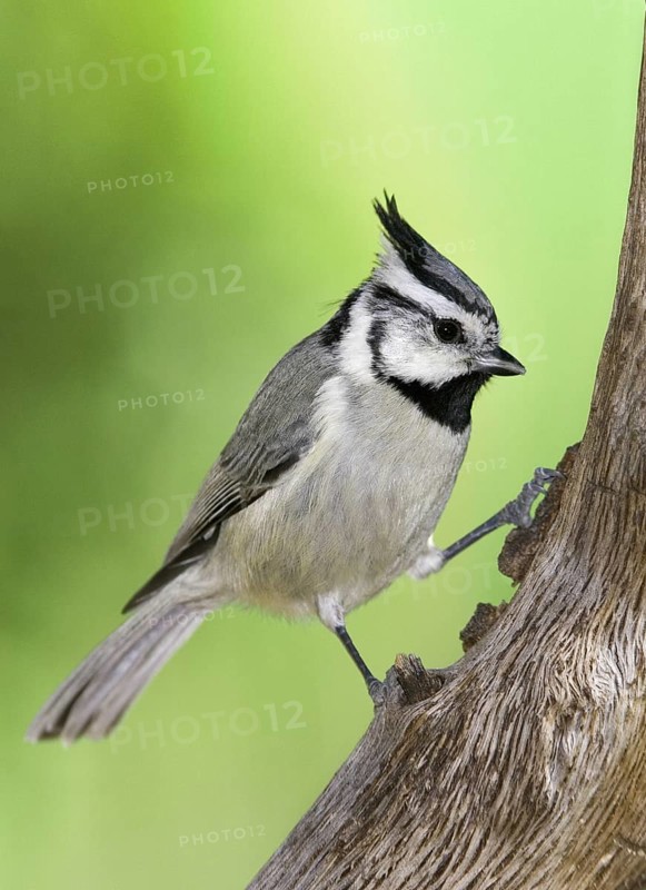 Bridled Titmouse (Baeolophus wollweberi), Arizona, USA