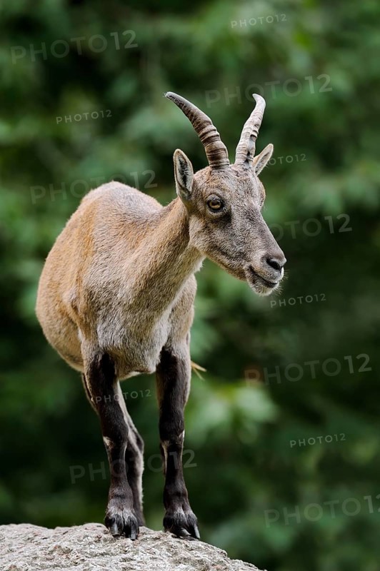 Alpine ibex (Capra ibex), female, Germany