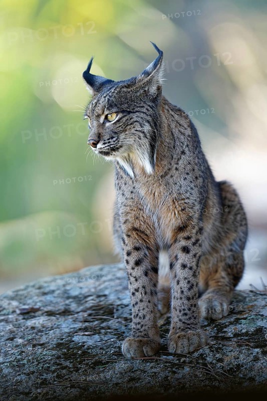 Lynx pardinus, portrait, morning light, forest, Andalusia Spain